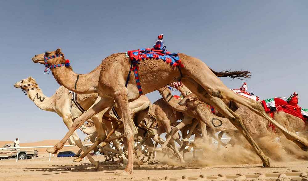 Of Camel Races Rifts and Culture