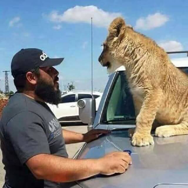 Alawite Thug Feeds His Lion Prisoner Meat