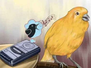 The Canary Who Will Sing First